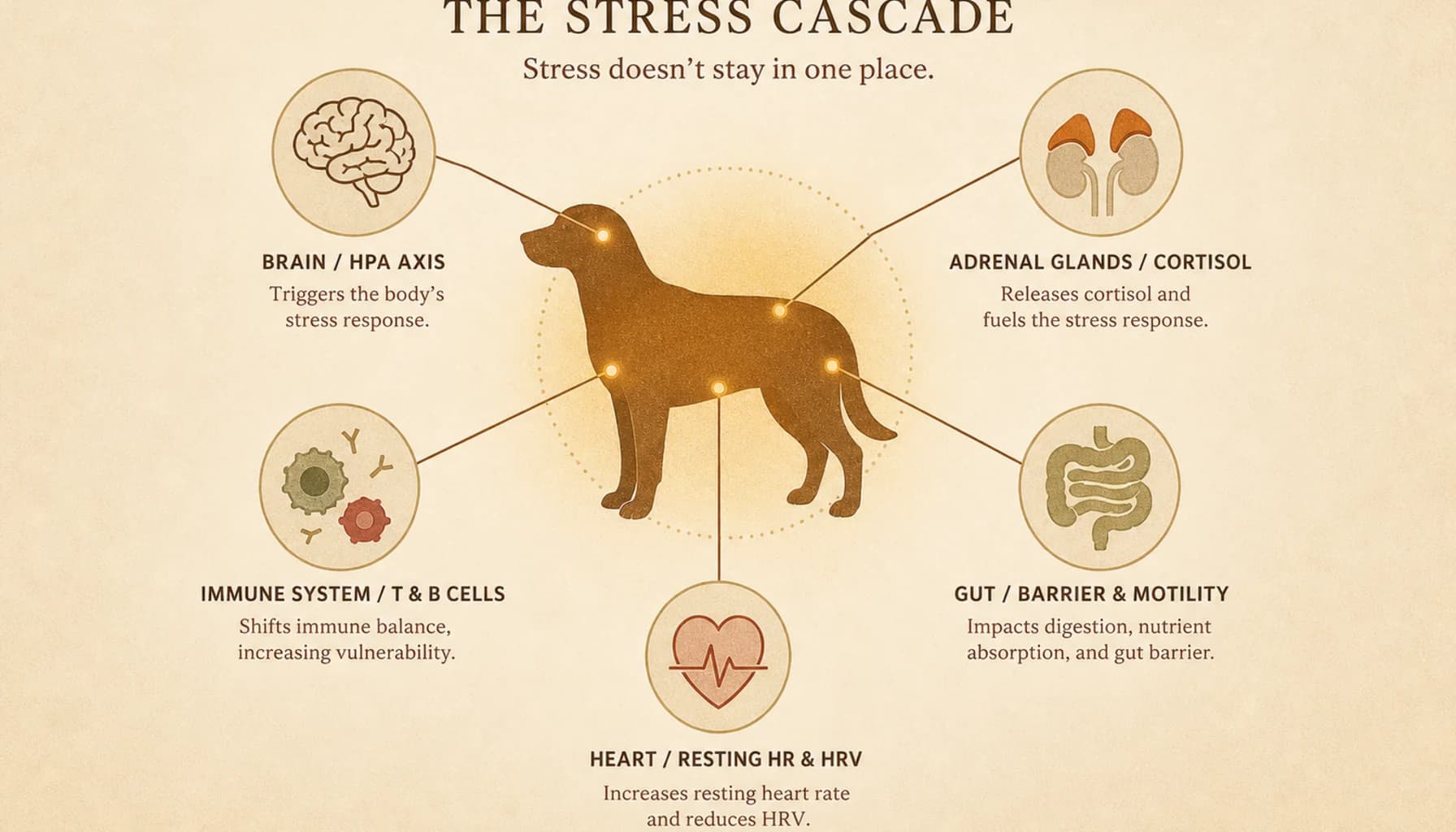 Infographic showing the stress cascade in a dog's body: brain activates HPA axis, adrenal glands release cortisol, affecting immune system, digestive system, cardiovascular system, and skin health
